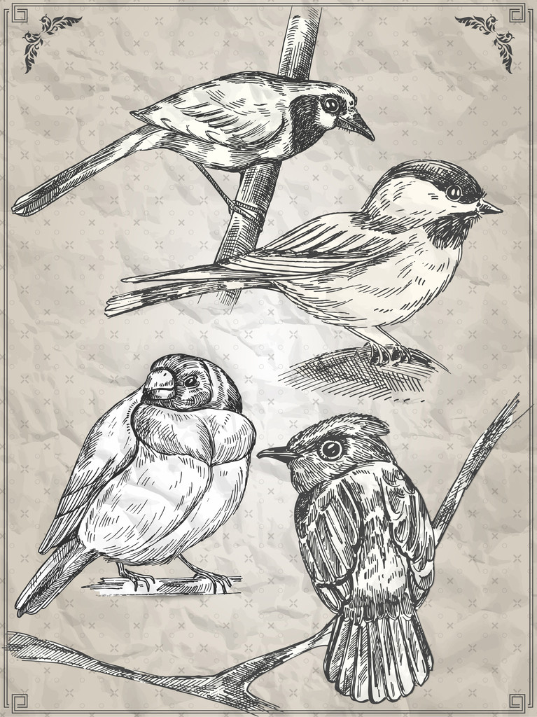 Conjunto de pájaros. Ilustración vectorial
 - Vector, Imagen
