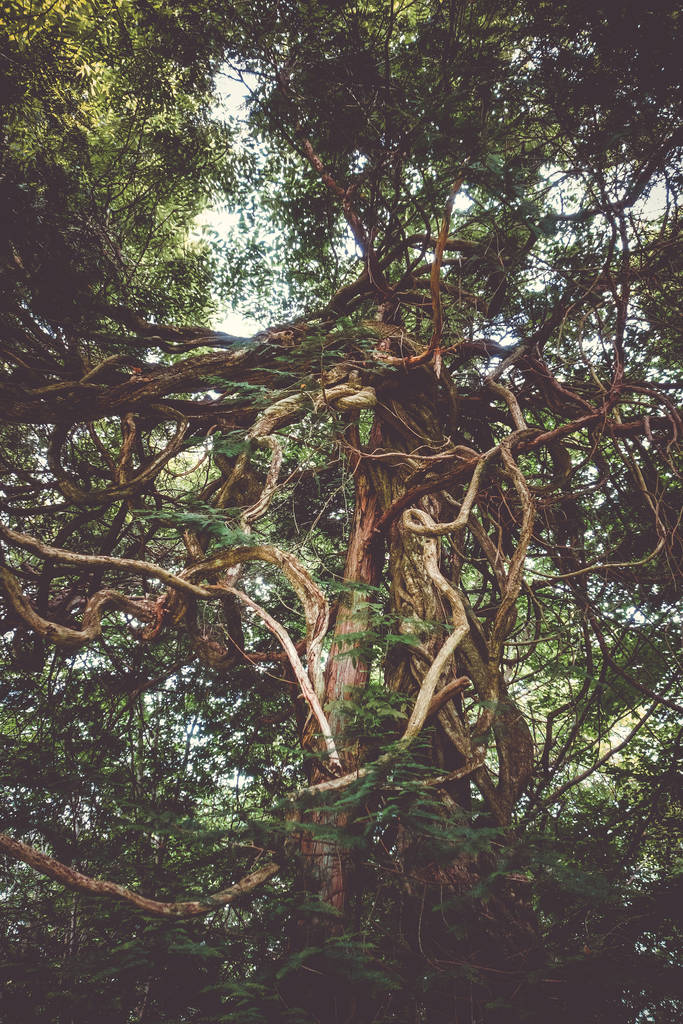 Drzewo Fantasy z ogromnym korzeniami w ogród botaniczny w Nikko, Japonia - Zdjęcie, obraz