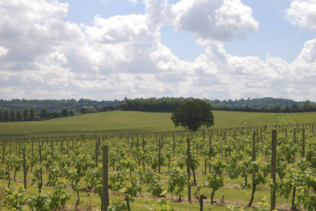 Vue sur les vignes au vignoble sur les North Downs. Pauvre con. Surrey. Angleterre
 - Photo, image