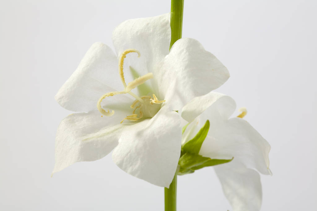 Beyaz arka planda izole edilmiş beyaz bir çiçeğin yakın plan, stüdyo çekimi - Fotoğraf, Görsel