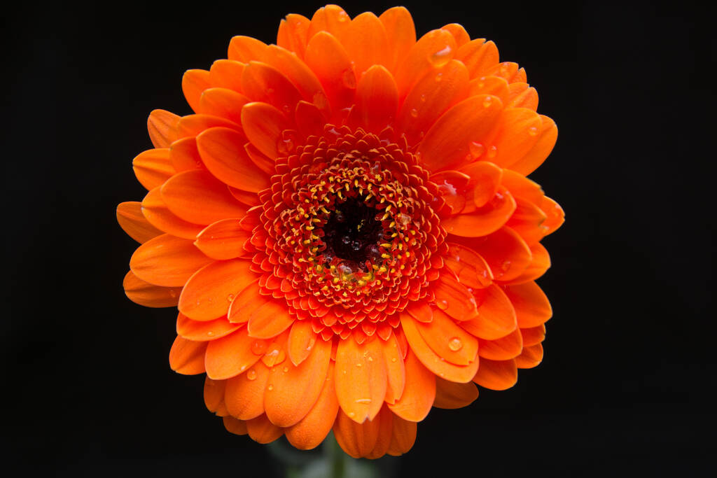  крупним планом квітка гербери на фоні
 - Фото, зображення