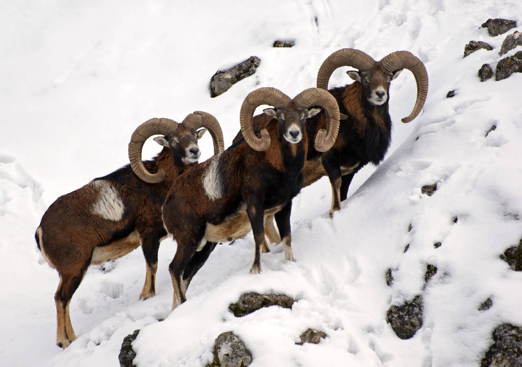 mouflon - trio in snow - Valokuva, kuva