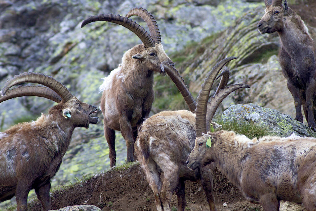 La manada de cabras de montaña en su vida diaria. Llevado al Parque Nacional del Gran Paradiso
 - Foto, Imagen