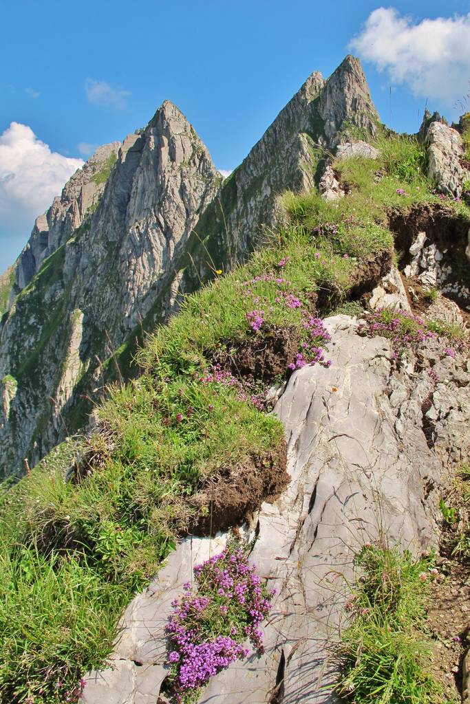 Bergflora im Alpstein - Foto, Bild