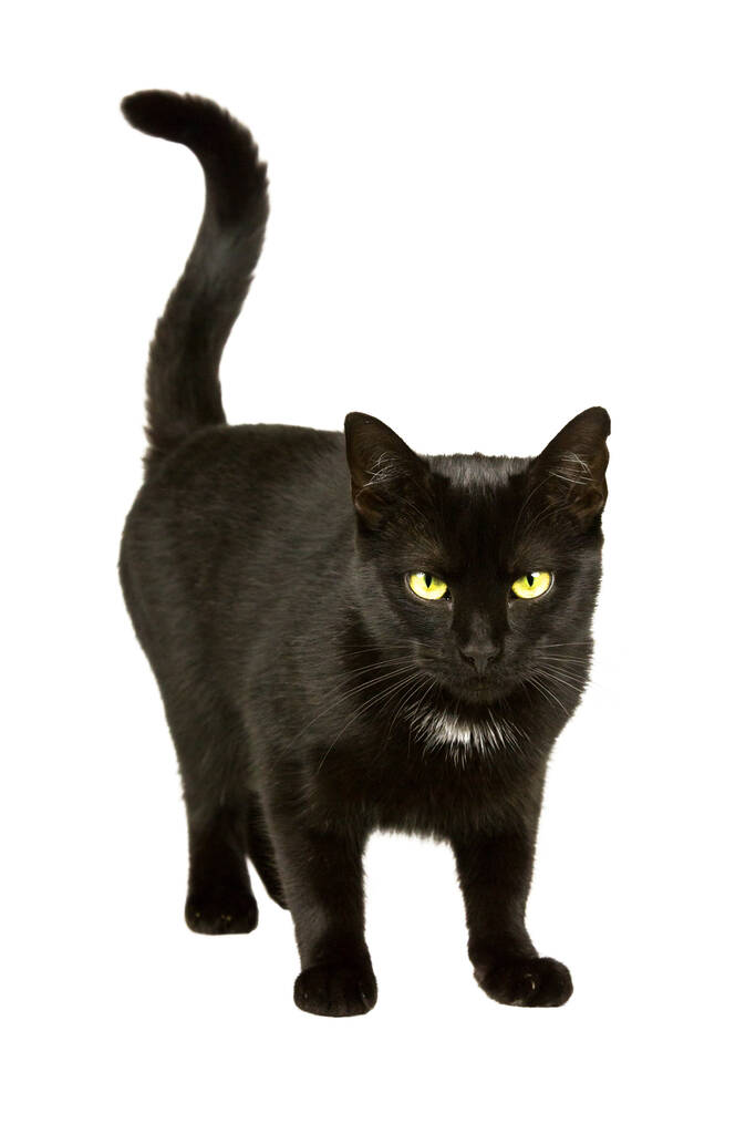 Zwarte kat met geel-groene ogen op weg naar de camera - Foto, afbeelding
