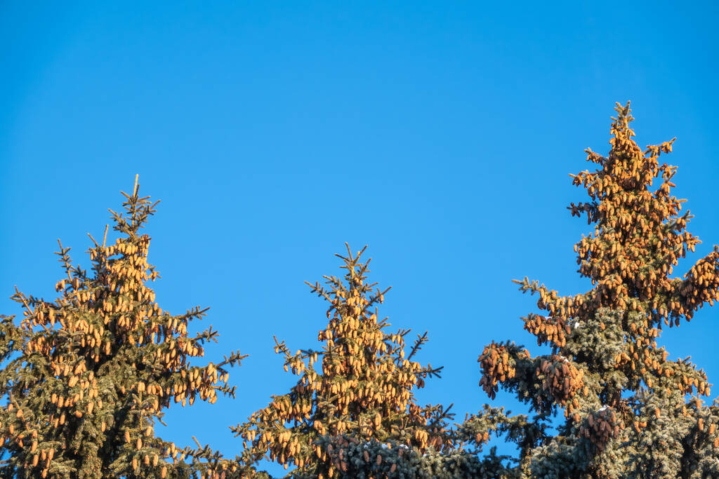 Mavi gökyüzüne karşı bir sürü konisi olan ladin ağaçları.. - Fotoğraf, Görsel