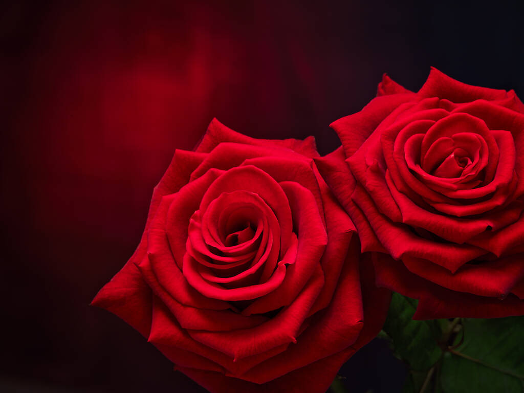 roos, liefde, bloem, bloei, plant, stilleven, blad, zwart, rood - Foto, afbeelding