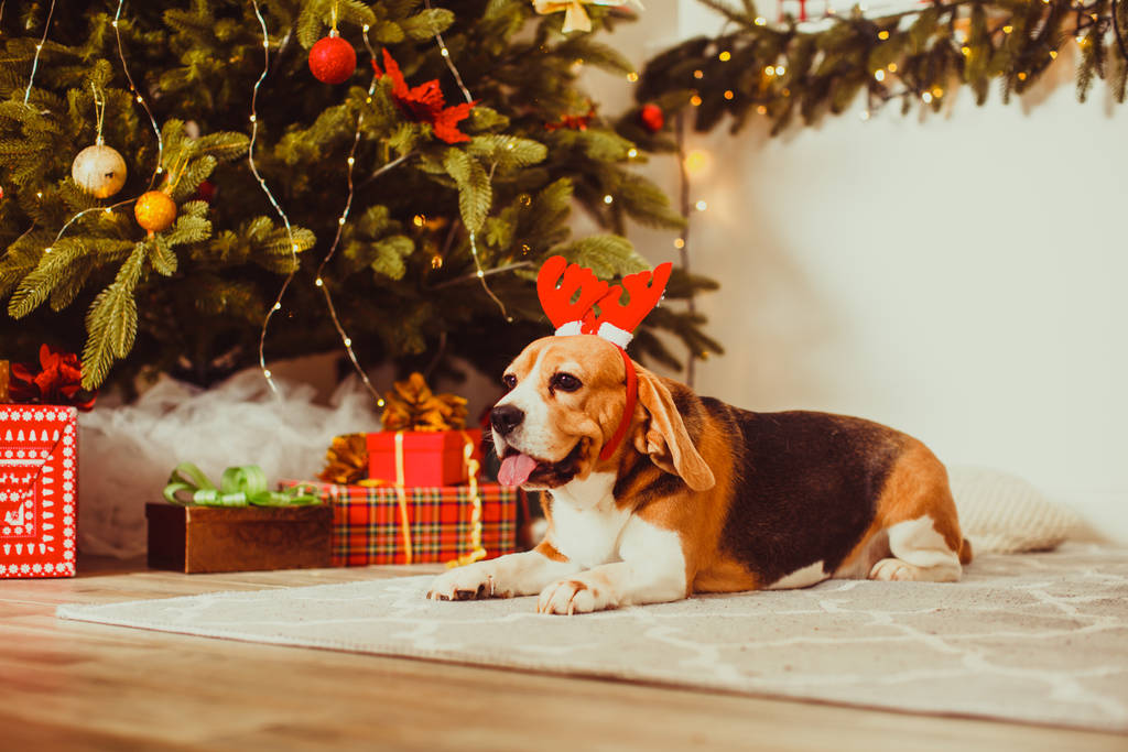 Aranyos beagle dog pózol, mint egy rénszarvas ül egy karácsonyfa mellett - Fotó, kép