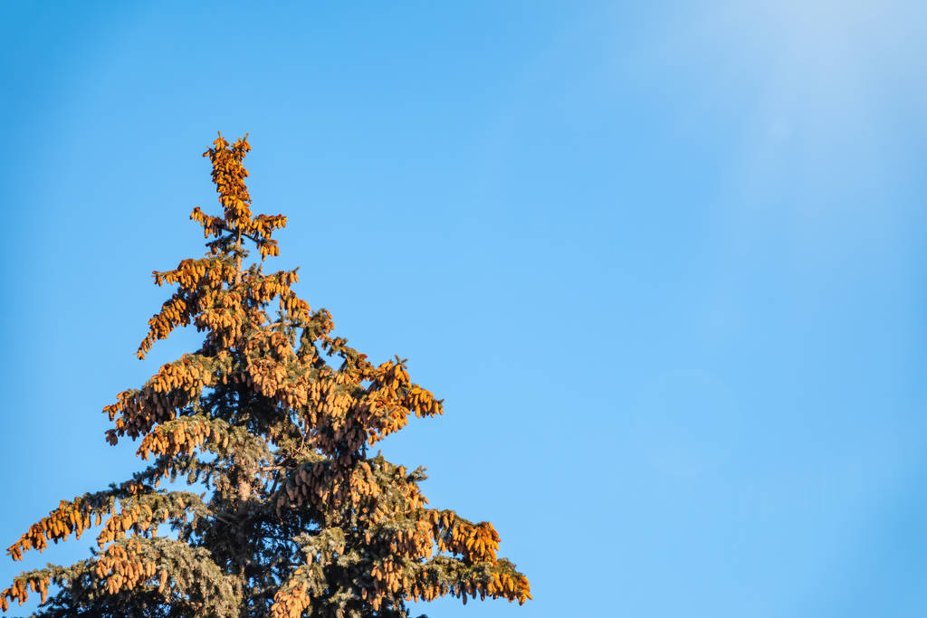 Mavi gökyüzüne karşı bir sürü konisi olan ladin ağacı.. - Fotoğraf, Görsel