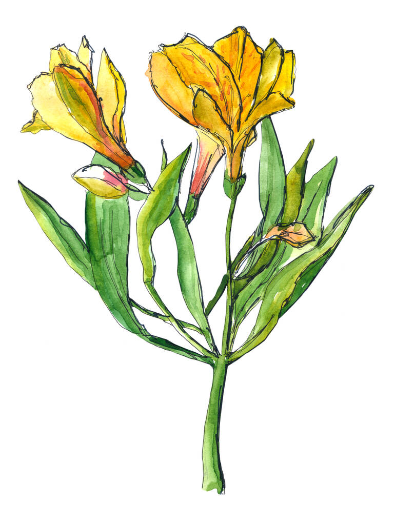 Amarillo, rosa, rojo Alstroemeria con tallo verde y hojas - acuarela dibujada a mano ilustración
 - Foto, Imagen