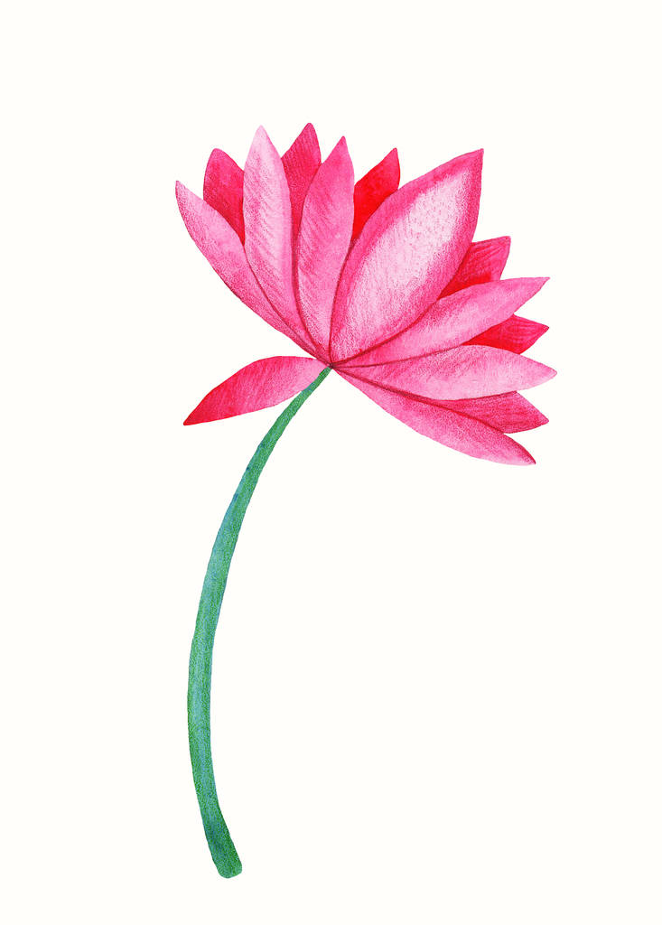 Bir lotus çiçeği, suluboya resim. - Fotoğraf, Görsel