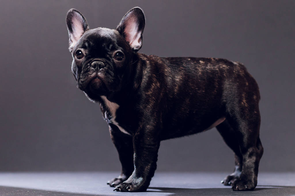 Close-up portret z śmieszne uśmiechnął się Buldog francuski pies i ciekawie wyglądający, przedni widok, izolowany na czarnym tle. - Zdjęcie, obraz