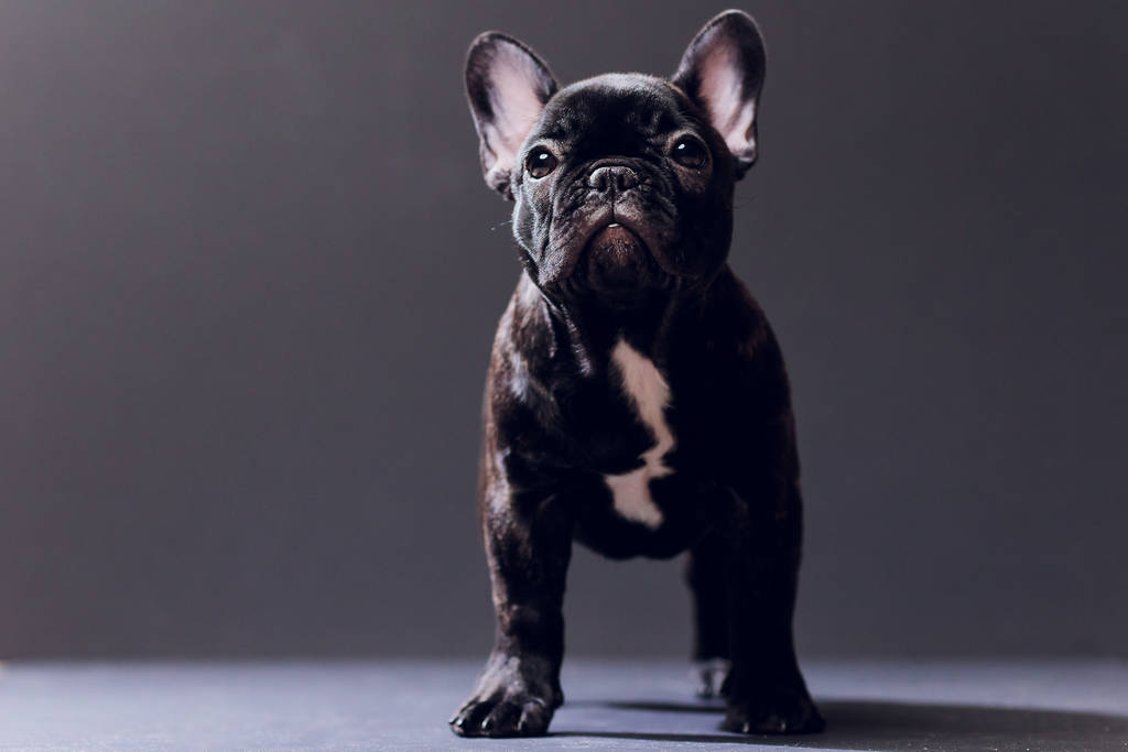 Переглянути Закри портрет з смішні посміхнувся французький бульдог собака і цікаво дивитися, фронт, Isolated на чорному фоні. - Фото, зображення