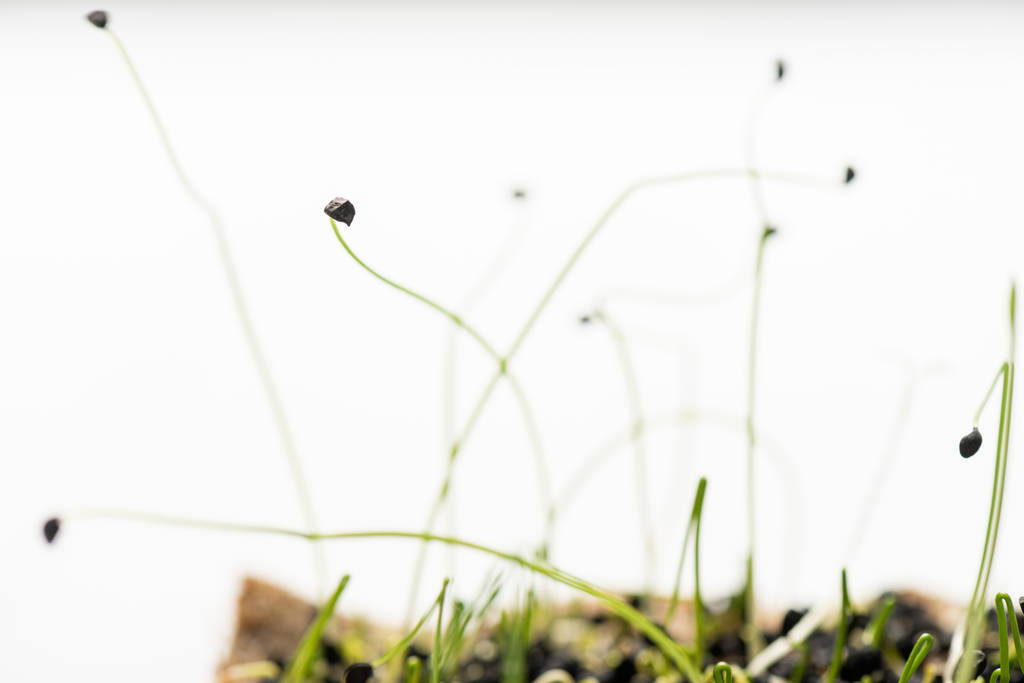 Στενή άποψη των φύτρων των μικροπράσινων με σπόρους που απομονώνονται σε λευκό - Φωτογραφία, εικόνα