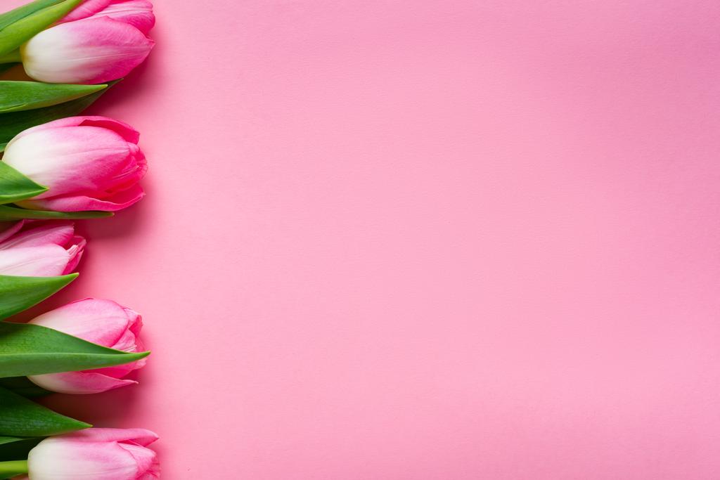 Top view of row of tulips on pink background with copy space - Photo, Image