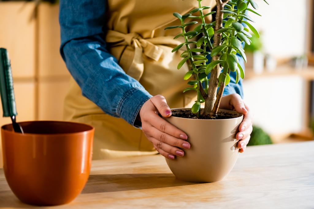 cropped view of woman holding flowerpot with plant  - 写真・画像