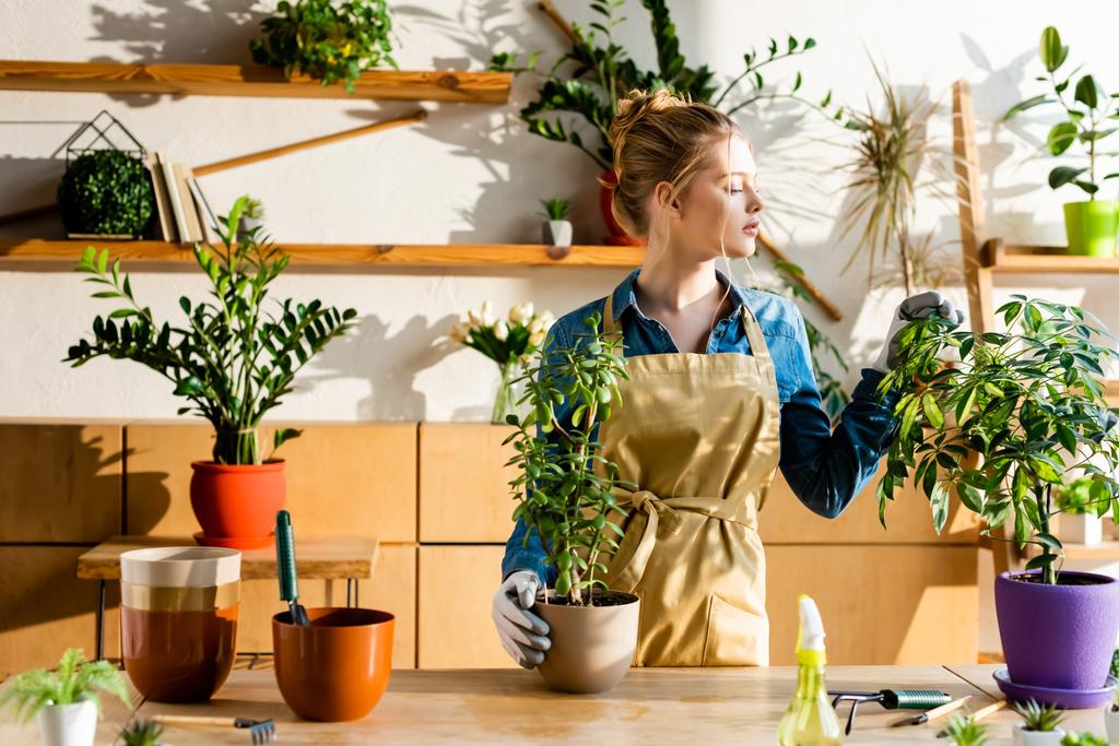 krásná žena v zástěře při pohledu na zelené rostliny  - Fotografie, Obrázek