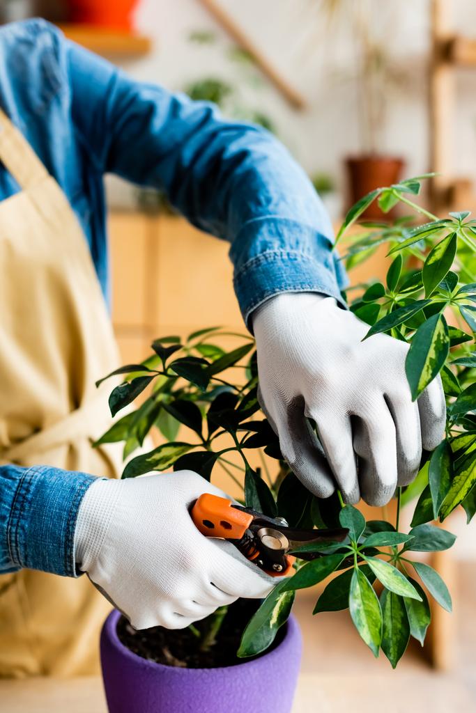 vista recortada de mujer joven en guantes cortando hojas verdes con tijeras de jardinería
  - Foto, imagen