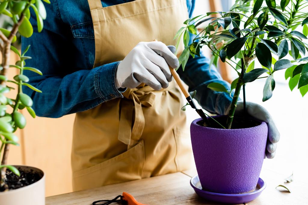 vista recortada de la mujer joven en guantes con rastrillo cerca de la planta en maceta
  - Foto, imagen