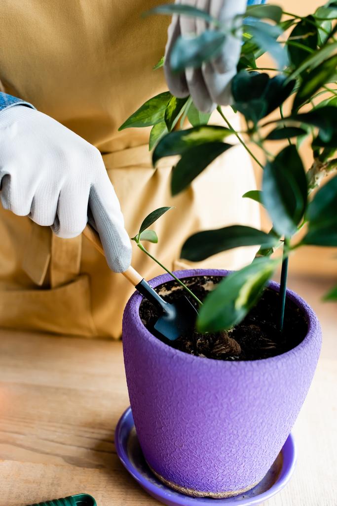 vista recortada de la joven mujer en guantes sosteniendo una pequeña pala cerca de la planta en maceta
  - Foto, imagen