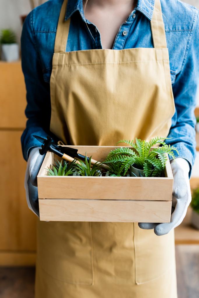 cropped view of girl in gloves holding wooden box with green plants and gardening tools  - Photo, Image