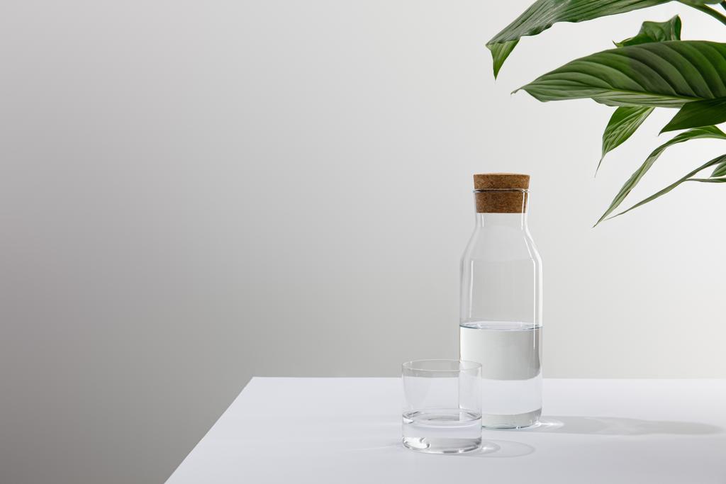 Glas und Flasche Süßwasser in der Nähe der grünen Pflanze auf grauem Hintergrund - Foto, Bild