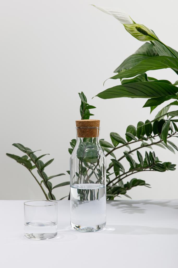 glass and bottle of fresh water near green plants on white surface - Photo, Image