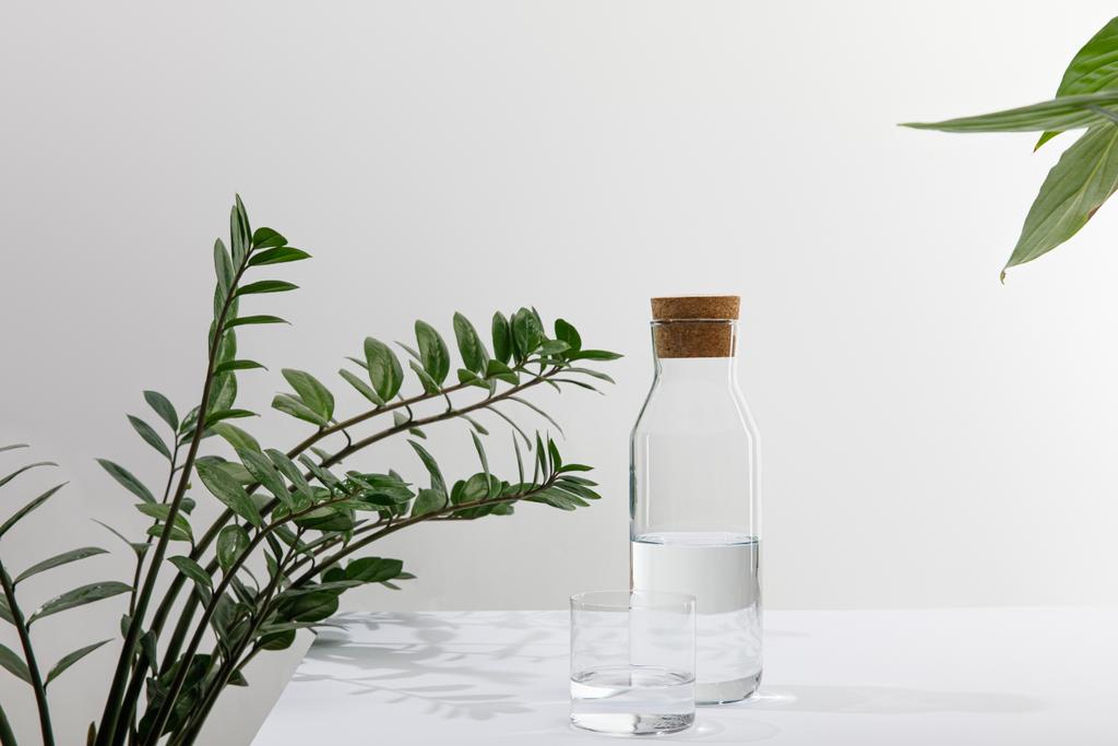 γυάλινο και μπουκάλι γλυκού νερού κοντά σε πράσινα φυτά σε λευκή επιφάνεια απομονωμένη σε γκρι - Φωτογραφία, εικόνα
