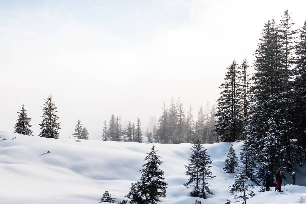 Smrkový les v zimě pokrytý sněhem - Fotografie, Obrázek