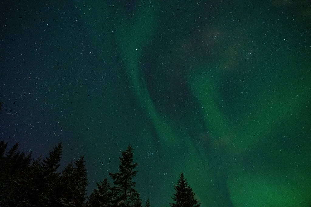 Aurora borealis фотосессия в зимнем лесу с елками. Лофотенские острова
. - Фото, изображение