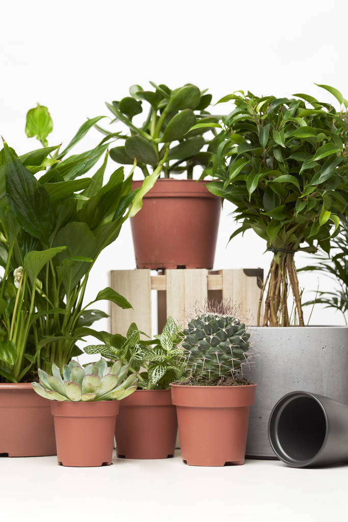 Indoor groene planten, cactussen in potten op lege schone achtergrond - Foto, afbeelding