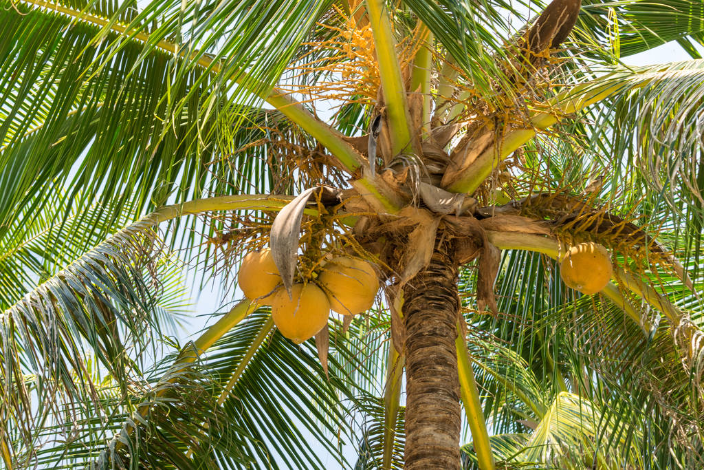Noix de coco brunes mûres sur un palmier aux feuilles jaunes sous les tropiques
 - Photo, image