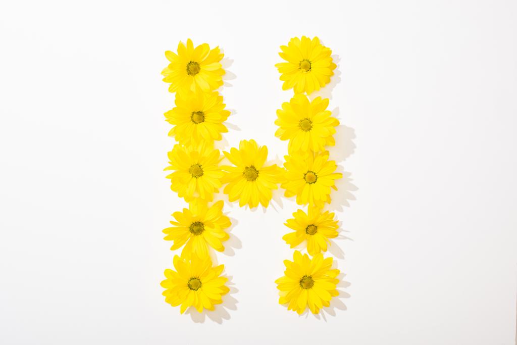 верхний вид желтых маргаритки расположены буквой H на белом фоне
 - Фото, изображение