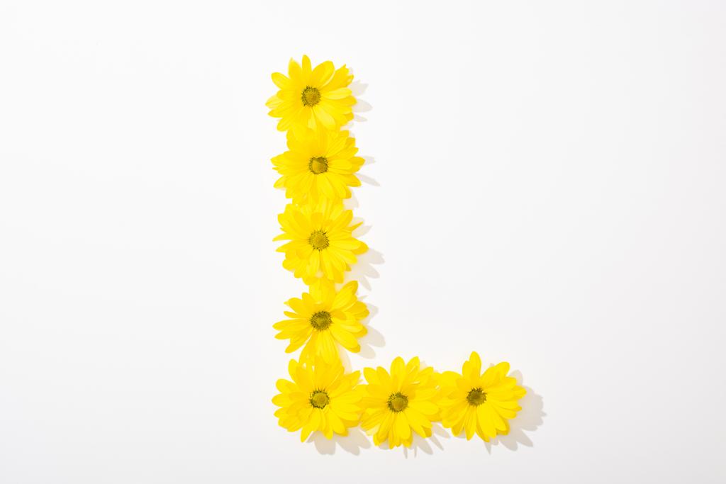 top view of yellow daisies arranged in letter L on white background - Photo, Image
