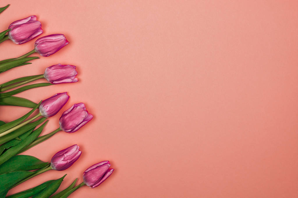 tarjeta de día de las mujeres. siete tulipanes rosados sobre fondo rosado desde el lado izquierdo
 - Foto, Imagen