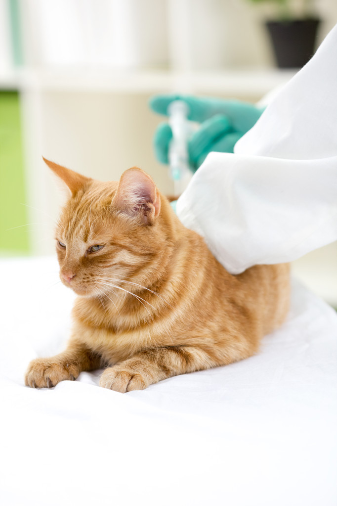 Vétérinaire injectant de l'insuline à un chat
 - Photo, image