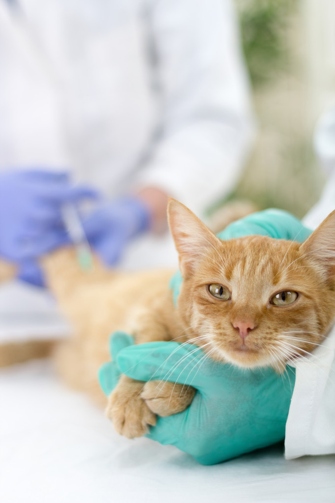 eläinlääkäri antaa rokotteen kissalle
 - Valokuva, kuva