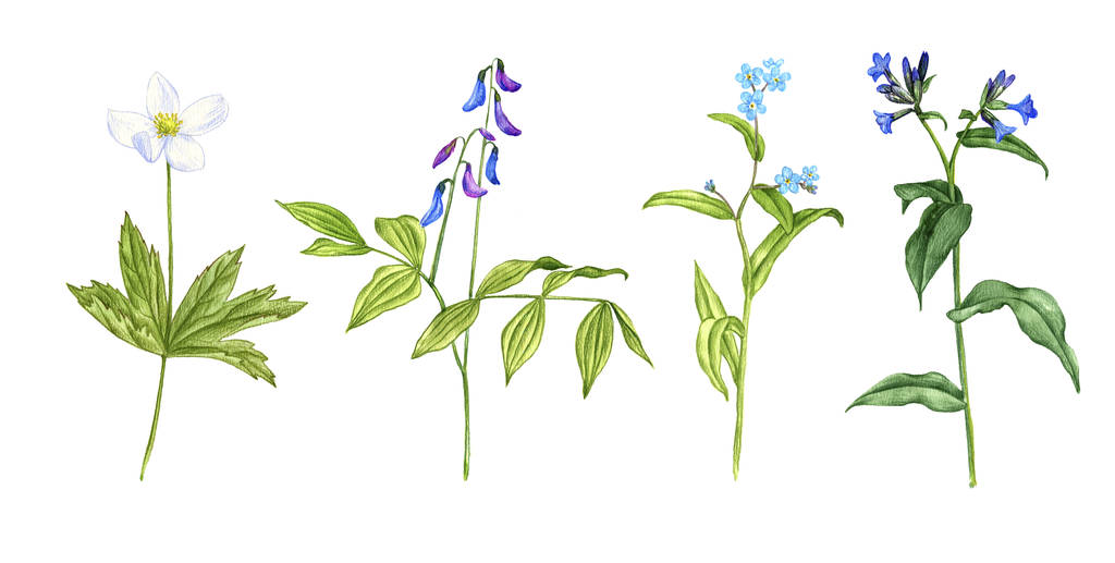 дикие растения и цветы, рисующие цветными карандашами - Фото, изображение