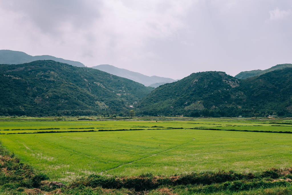 Näkymä vihreälle riisipellolle, nuori riisi. Asin maatalousmaa
 - Valokuva, kuva