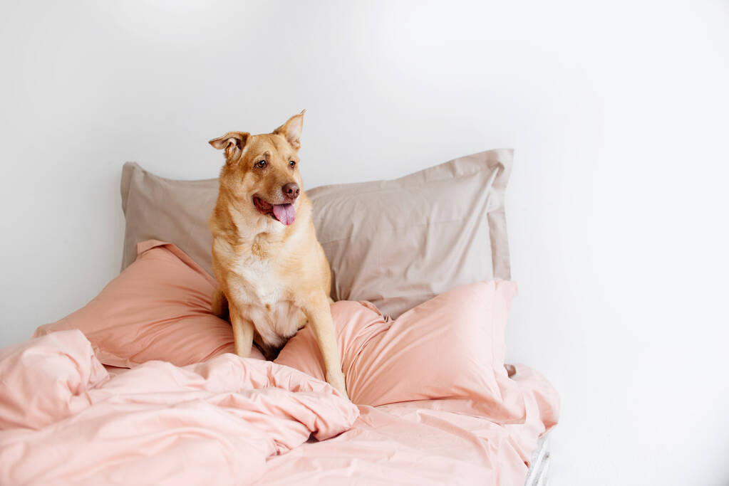grand chien de race mixte assis sur un lit à l'intérieur
 - Photo, image
