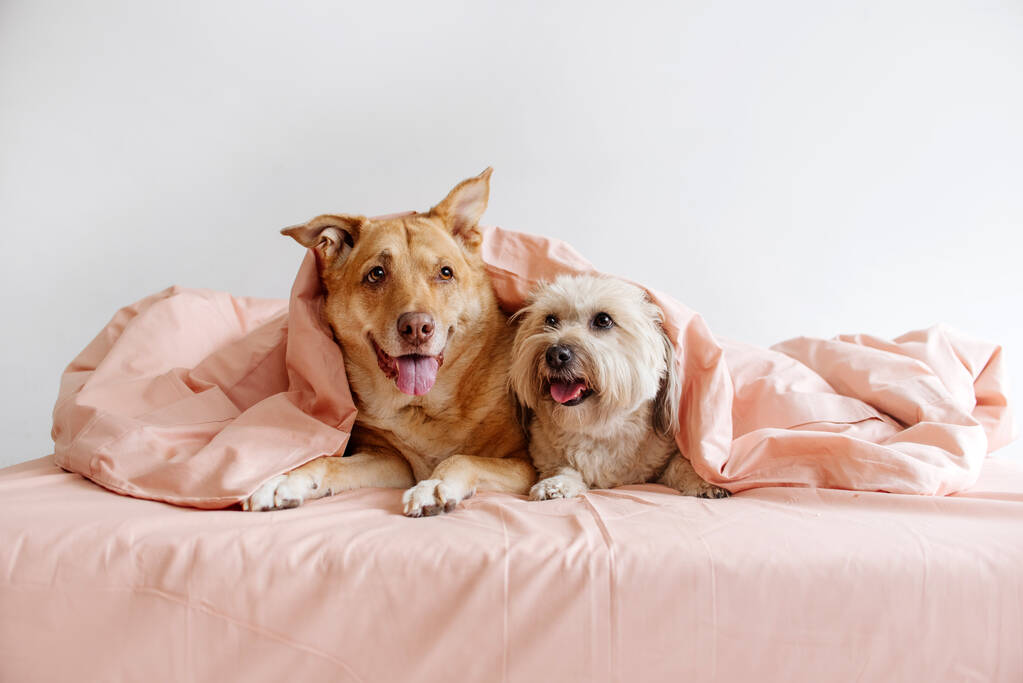 two happy mixed breed dogs lying on a bed under the cover - Φωτογραφία, εικόνα
