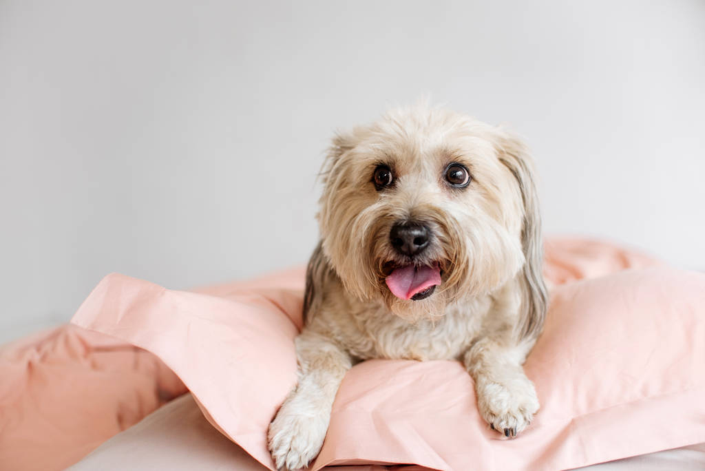 felice cane di razza mista che riposa su un letto al chiuso
 - Foto, immagini