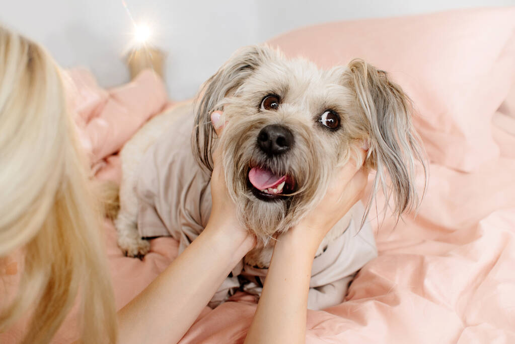 счастливая собака смешанной породы, разделяющая кровать с хозяином
 - Фото, изображение