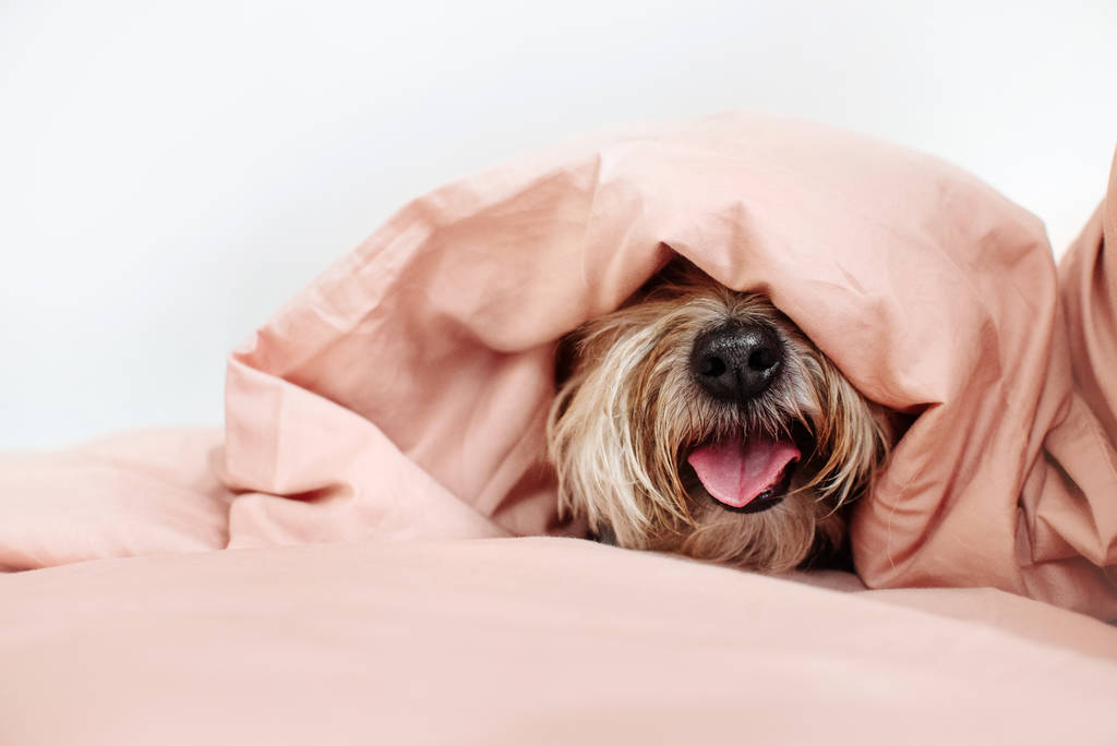 nez de chien caché sous le couvercle sur un lit
 - Photo, image