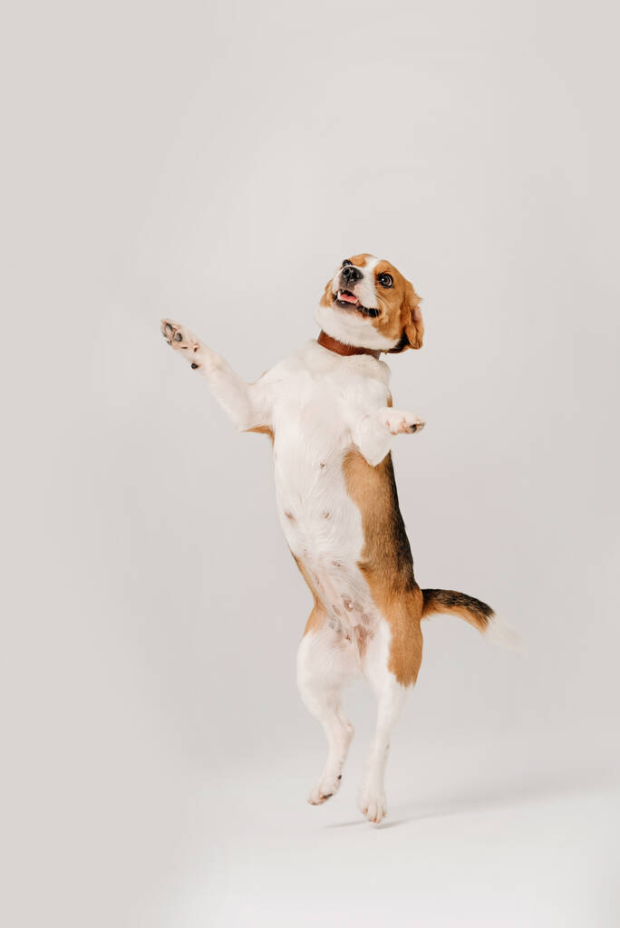 gelukkig beagle hond dansen op witte achtergrond - Foto, afbeelding