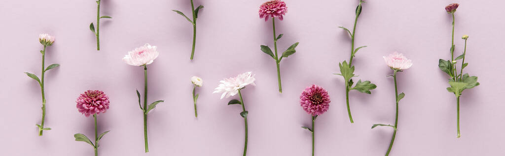 çiçek açan bahar kasımpatıları ile düz yatıyordu menekşe arkaplan üzerinde, panoramik çekim - Fotoğraf, Görsel