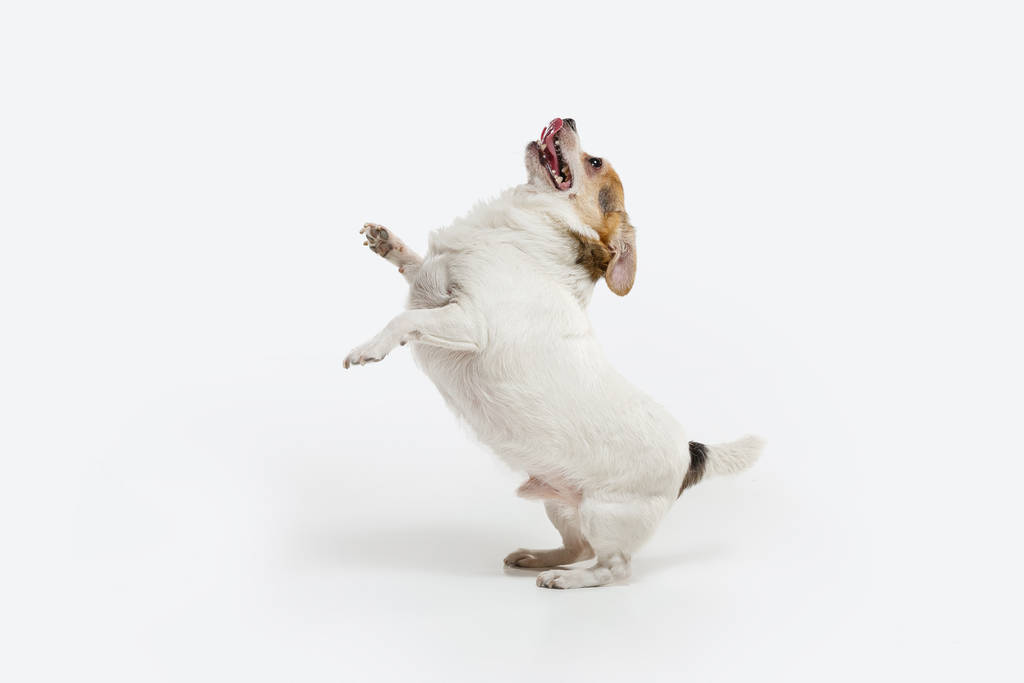 Photo studio de Chihuahua chien de compagnie isolé sur fond de studio blanc - Photo, image
