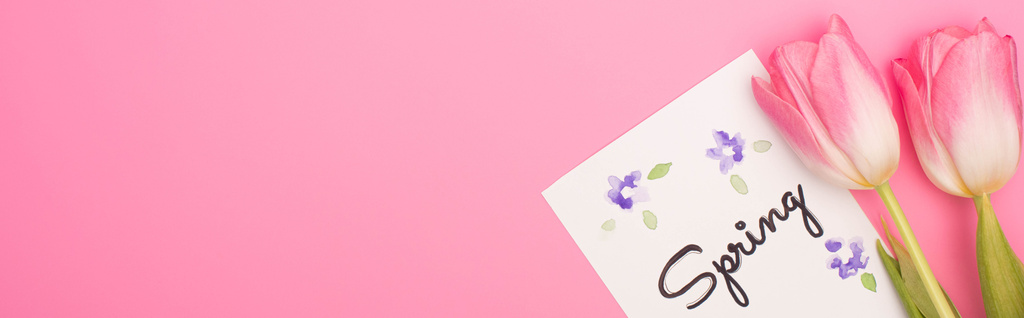 Top view of tulips and card with spring lettering on pink background, panoramic shot - Photo, Image