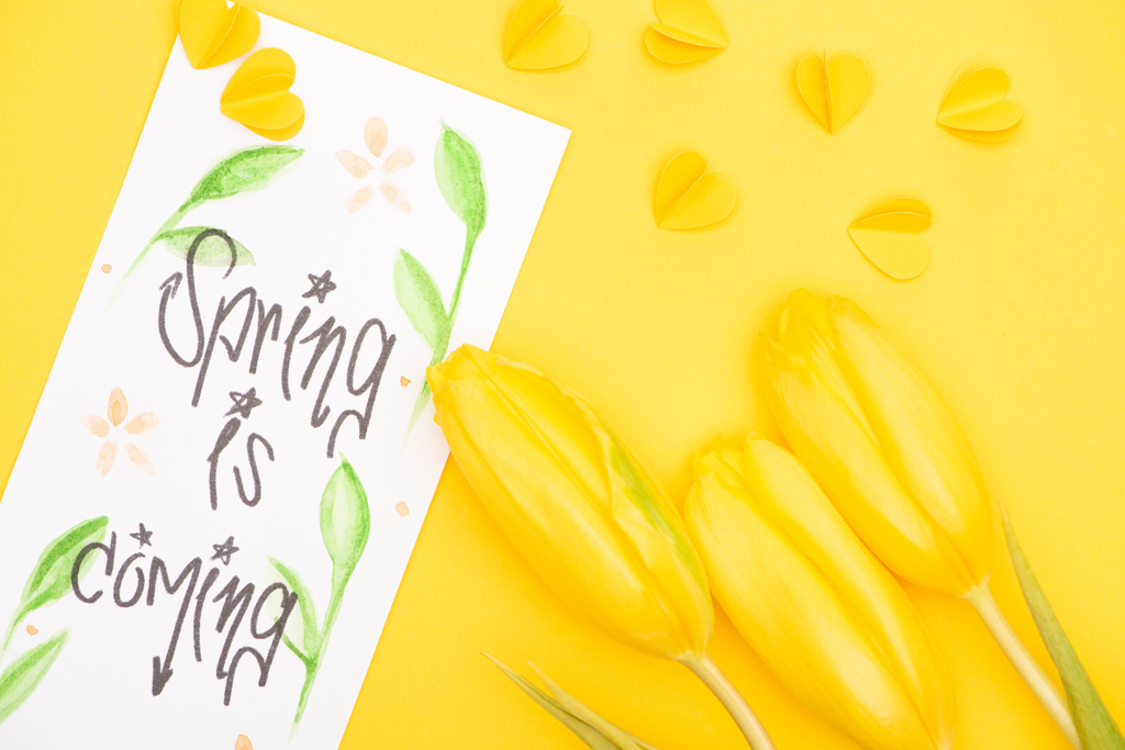 Top view of tulips, card with spring is coming lettering and decorative hearts on yellow  - Photo, Image