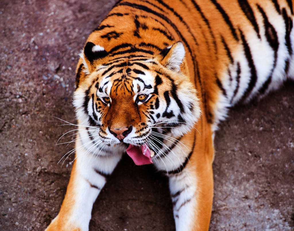 面白い虎の肖像画。危険な動物 - 写真・画像